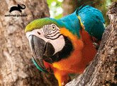 Animal Planet - Parrot Prime 3D Jigsaw Puzzle (63 pieces)