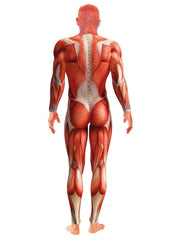 2nd Skin Anatomy Man Costume - (Adult)