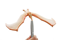 Balancing Pteranodon