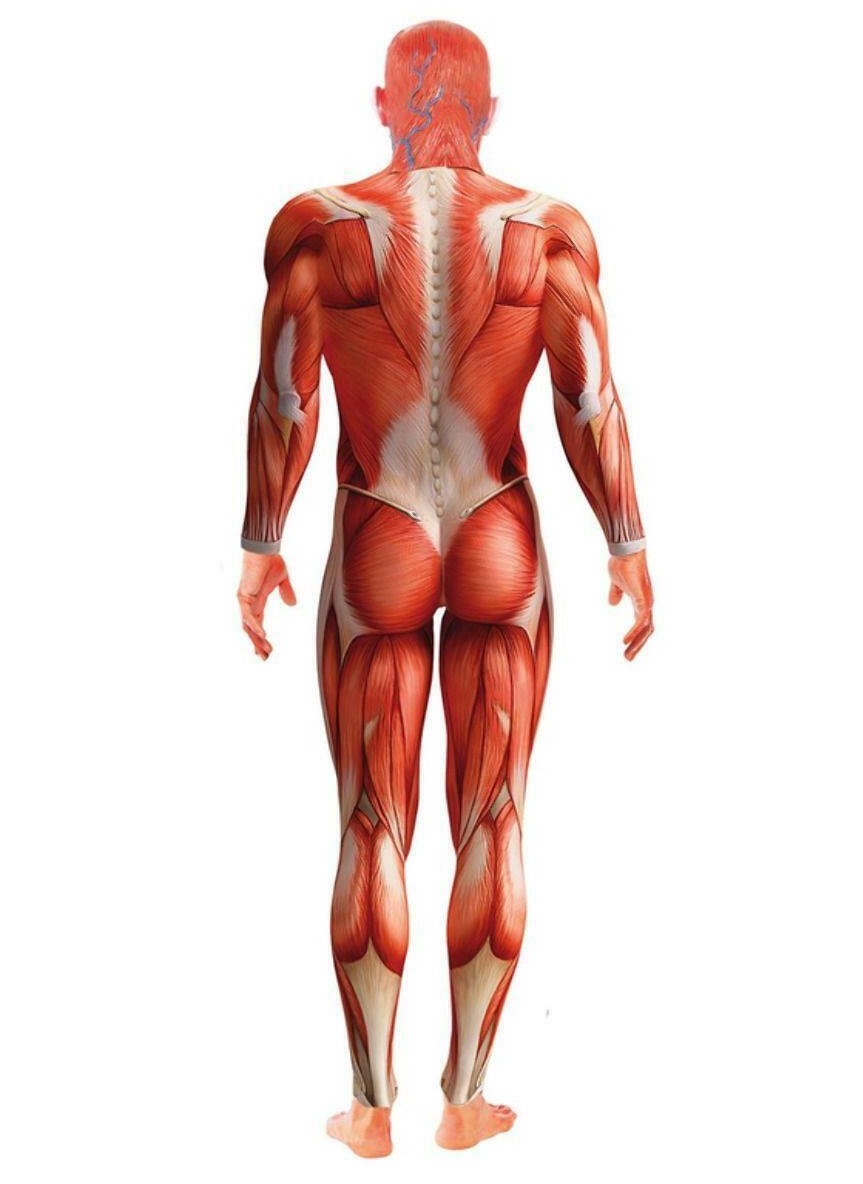2nd Skin Anatomy Man Costume - (Adult)